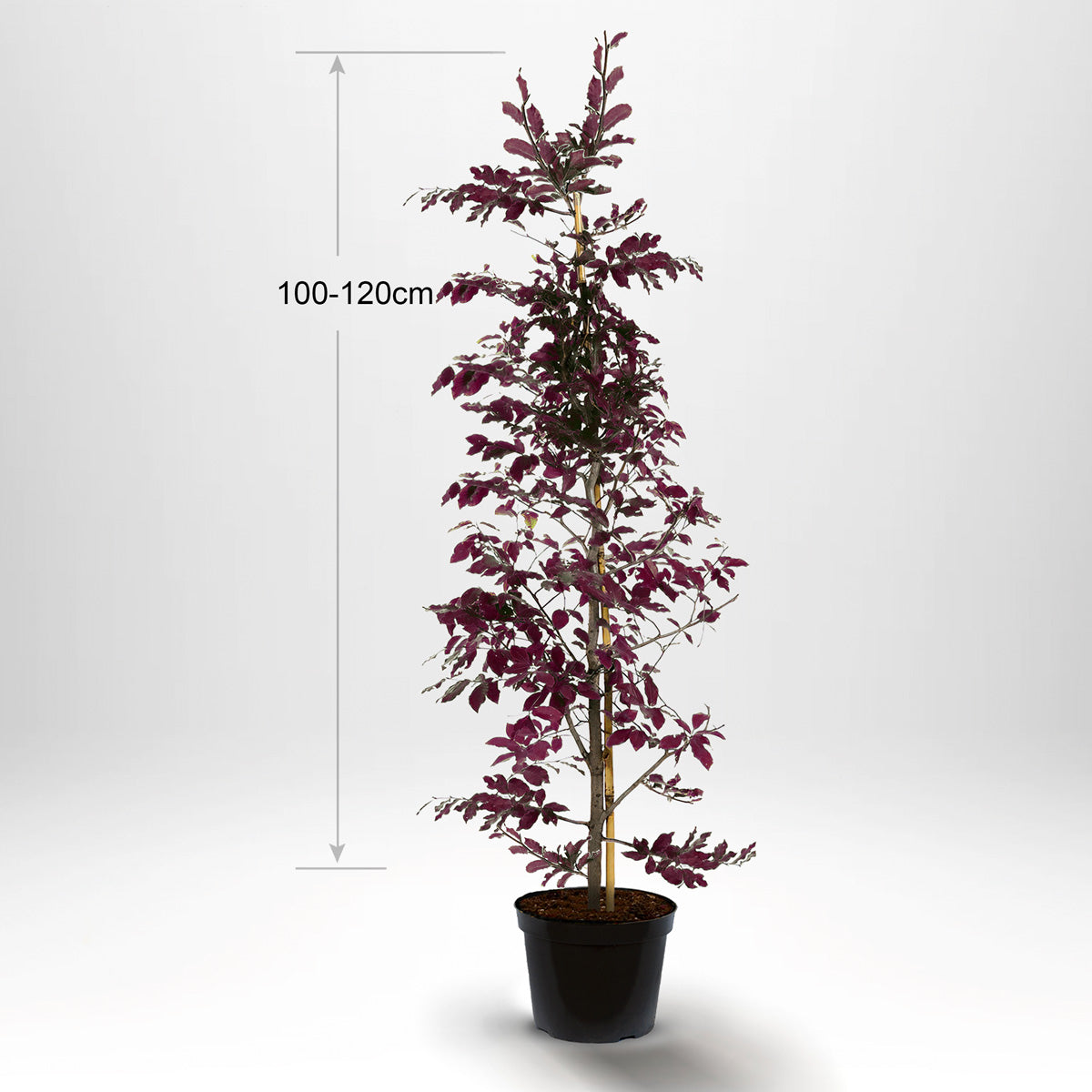 Blodbøk, Pottedyrket 100-120 cm med bambus-støtte - Co 5